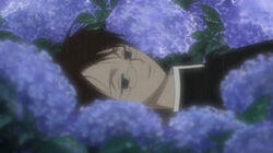 Hydrangea Hydrangea