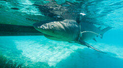 The Sharp End of a Bull Shark The Sharp End of a Bull Shark