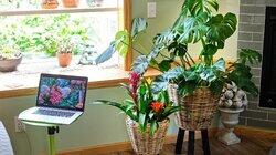 Plants and Flowers for a Healthy Home Plants and Flowers for a Healthy Home
