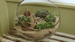 Terrariums: Life under Glass Terrariums: Life under Glass