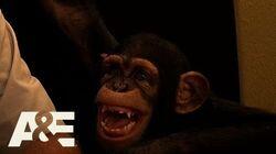 Chimp My Ride Chimp My Ride