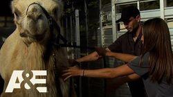 Camel Tow Camel Tow