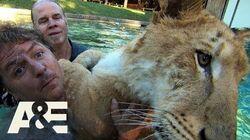 Liger than Life Liger than Life