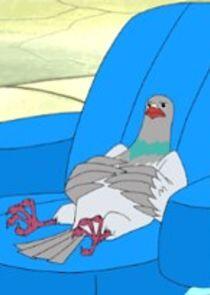 Pigeon Pigeon
