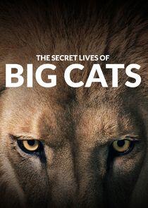 The Secret Lives of Big Cats The Secret Lives of Big Cats