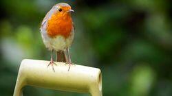 Garden Birds Garden Birds