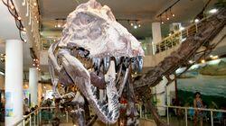 Feathered Dinosaurs Feathered Dinosaurs