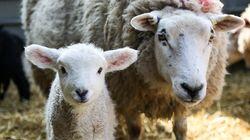 Sheep Sheep