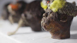 Shrunken Heads Shrunken Heads