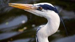 Waterbirds Waterbirds