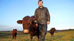 Cows Cows
