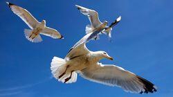 Seabirds Seabirds