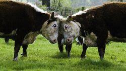 Cows Cows