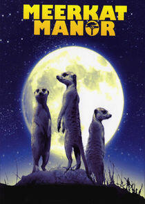 Meerkat Manor Meerkat Manor