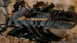 Fire Ants Texas Border Massacre Fire Ants Texas Border Massacre