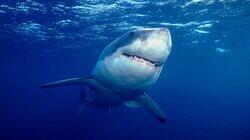 Ultimate Shark Ultimate Shark