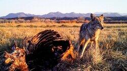Killed by Coyotes Killed by Coyotes