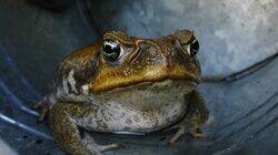 Killer Cane Toads Killer Cane Toads