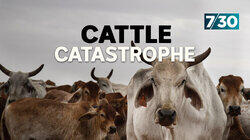 Cattle Catastrophe Cattle Catastrophe