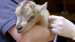 Andre the Baby Goat Andre the Baby Goat