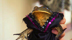 Frog Beauty Pageant Frog Beauty Pageant