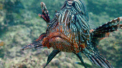 Carnivores of the Coral Garden Carnivores of the Coral Garden