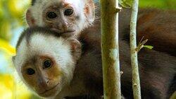 A Capuchin's Tale A Capuchin's Tale