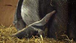 Puma, Common Wombat, Marmoset & Giant Anteater Puma, Common Wombat, Marmoset & Giant Anteater