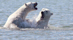 Bears vs. Belugas