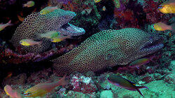 Sanctuary of the Indian Ocean Sanctuary of the Indian Ocean