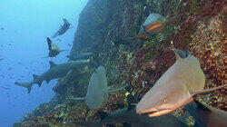Cocos Island Cocos Island