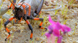 Namaqualand: The Desert Bloom