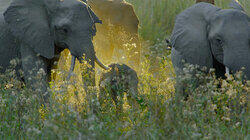 The Lower Zambezi The Lower Zambezi