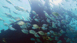 Florida Keys Shipwreck Trail