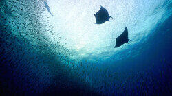 Indonesia: The Secret Life of Manta Rays Indonesia: The Secret Life of Manta Rays