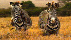 Horses of the Sun Horses of the Sun