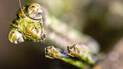 Bugs Bugs