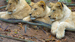 African Apex Predators African Apex Predators