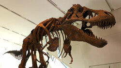 Dinosaur Dynamics Dinosaur Dynamics