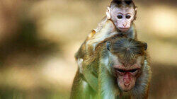 A Mother's Tale A Mother's Tale