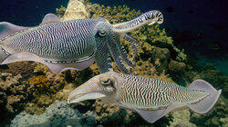 Magicians of the Reef Magicians of the Reef