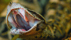 Fangs Fangs