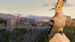 Alhambra: The Oasis in the Desert Alhambra: The Oasis in the Desert