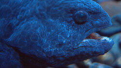 Uncanny Animals Uncanny Animals