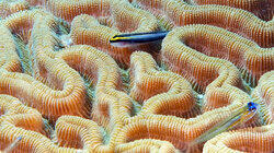 Bonaire National Marine Park Bonaire National Marine Park