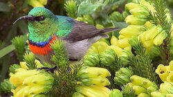 The Garden Route The Garden Route