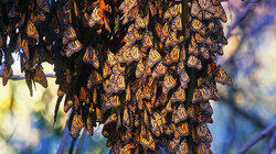 Migration Migration