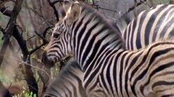 Wild Wildebeests & More Wild Wildebeests & More