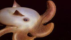 The Deep The Deep