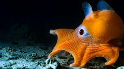 The Deep The Deep